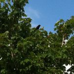 IMG_0818 IMG_0818