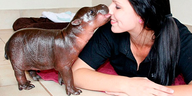 Baby pygmy hippo may be most adorable animal ever