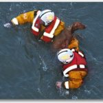 rescueing-dog rescueing-dog